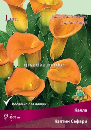 Калла Кэптин Сафари (оранжевый, 1шт, 14-16)