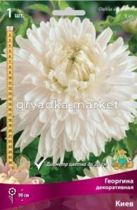 Георгина Киев 1шт.