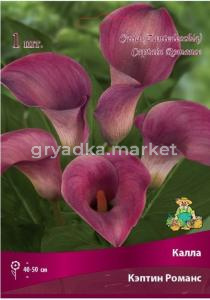 Калла Кэптин Романс 1шт 14-16