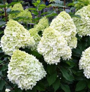 Гортензия метельчатая Геркулес С3 СП-21ч 