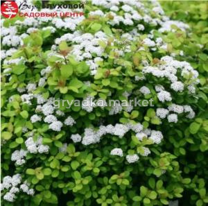 Спирея березолистная Тор Голд С3 ГлХ-23 (желтый, осенью оранжевый оттенок)