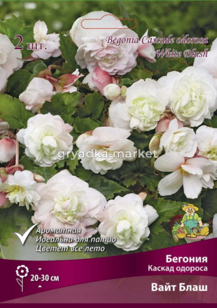 Бегония Каскад одороса Вайт Блаш
