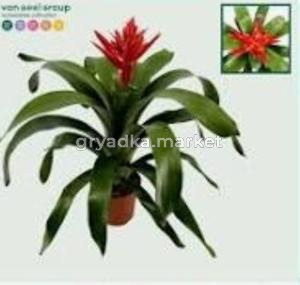 Эхмея Розанна Элегант Рэд D15 H60