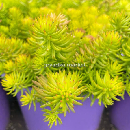 Скриншот 28-11-2023 140037