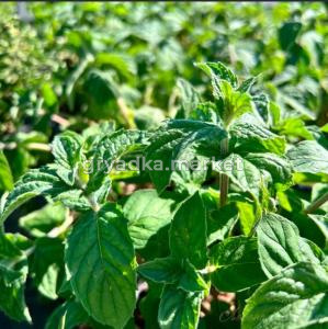 Мята Драконий фрукт Лары (Лавандовая ферма)