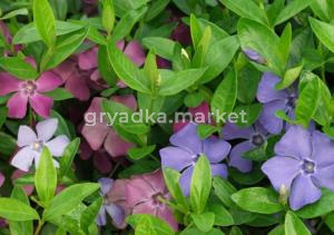 Барвинок малый (С1,5)