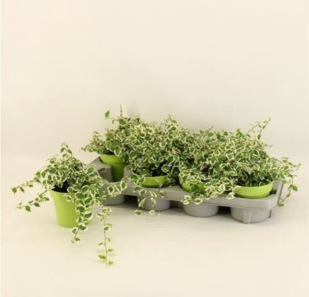 Фикус Пумила Бель Санни С12 Н25