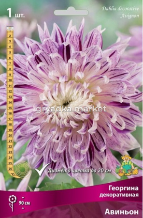 Георгина Авиньон 1шт.