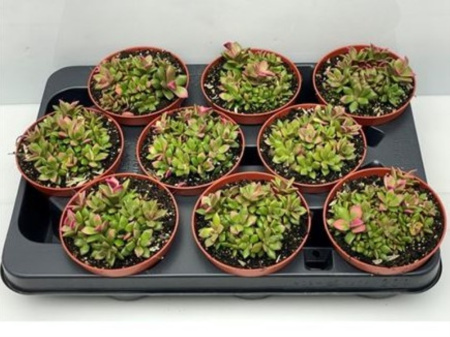 Анакампсерос Рыжевато-розовые Губы С10,5 H10 Анакампсерос Рыжевато-розовые Губы С10,5 H10