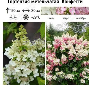 Гортензия метельчатая Конфетти С7,5 ГлХ