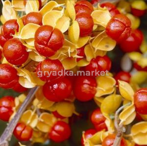 Древогубец круглолистный Диана (женский) (С2-С3)