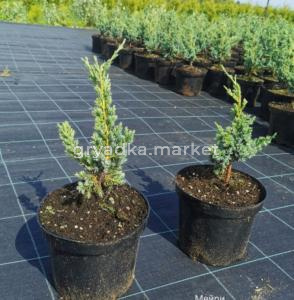 Можжевельник чешуйчатый Мейри (Juniperus sguamata Meyeri C3)