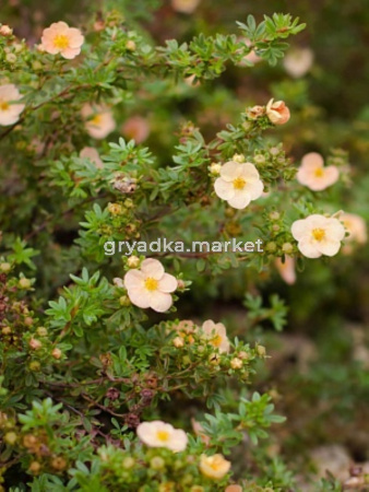 Лапчатка кустарниковая (Potentilla fruticosa Daydawn) C2 Н20 - 30