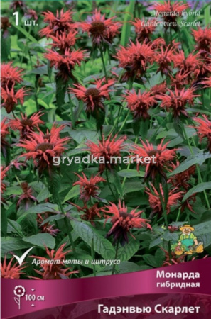 Монарда гибридная Гадэнвью Скарлет 1шт