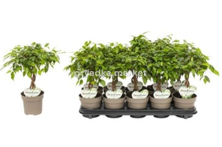 Фикус Бенжамина Тарана с закрученным стеблем С12 Н40