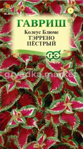 Колеус Тэррено пестрый х5 шт, Н17 Гавриш