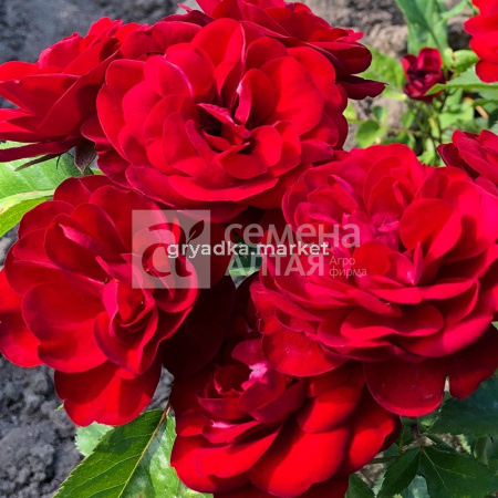 Роза Пандора 1шт (Сем Алт)