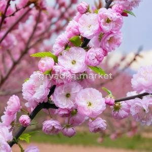 Миндаль (Луизеания трехлопастная) Веснянка П20 1