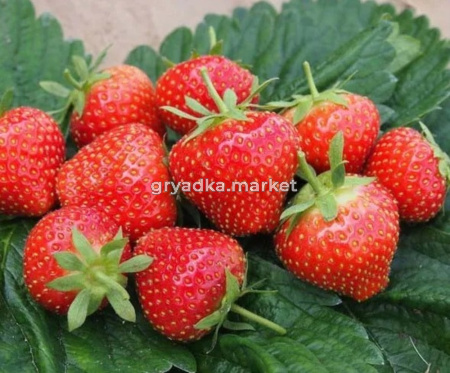 Земляника садовая крупноплодная Эльсанта р9 Lav (ГРС)