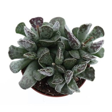 Адромискус Купера С10,5 H12,5 Адромискус Купера С10,5 H12,5