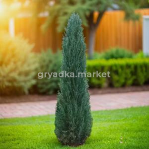 Можжевельник скальный Блю Эрроу C 7,5 100-120 1