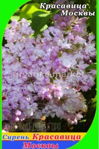 Сирень Красавица Москвы (С5) (ПДИ) (Питомник Плодовый Дом)