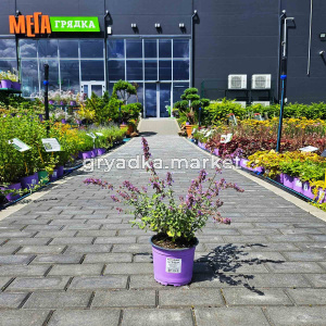 Котовник Фассена Кэтс Мяу