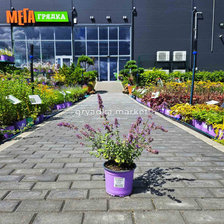 Котовник Фассена Кэтс Мяу