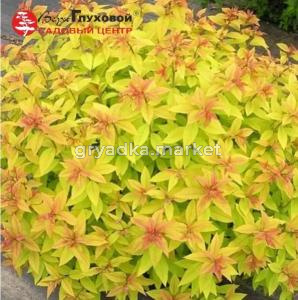 Спирея японская Мерло Голд С3 СП-23 (желтый, осенью оранжевый оттенок)