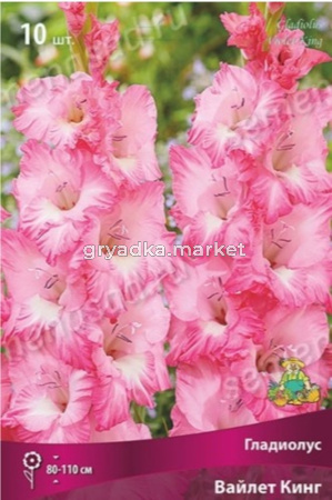 Гладиолус крупноцветковый Вайлет Кинг 10шт (розово-фуксиевый с белыми пятнами)