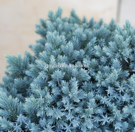 Можжевельник чашуйчатый Блю Стар (Juniperus sguamata Blue Star С3)
