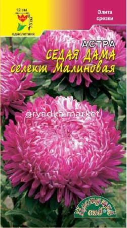 Астра Седая Дама малиновая Цвет.сад