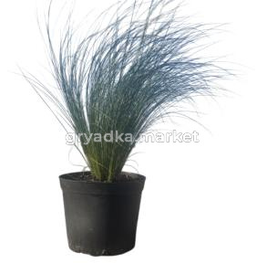 Ковыль тончайший Angel Hair, С3 (Питомник Малахит)