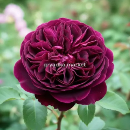 Роза английская Манстед Вуд v5 Lav