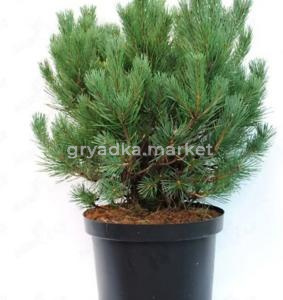 Сосна обыкновенная Ватерери C10