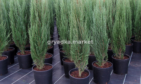 Можжевельник скальный Скайрокет v2 Lav