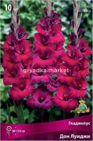 Гладиолус Дон Луиджи 10-12 крупн. 10шт