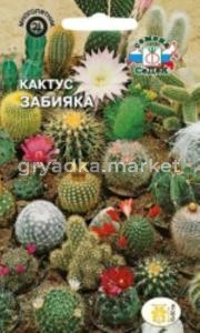 Кактус Забияка (Седек)
