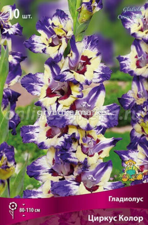 Гладиолус гофрированный Циркус Колор 10шт (кремовый с ярким винным мазком, 10-12, h110см)