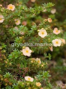 Лапчатка кустарниковая (Potentilla fruticosa Daydawn) C2 Н20 - 30