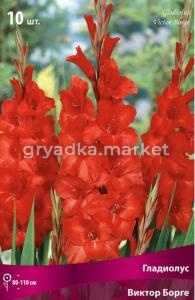 Гладиолус крупноцветковый Виктор Борге (цветок красный, 10шт, 10-12)