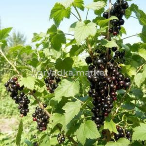 Смородина черная Геркулес (САД)