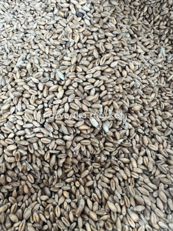 Пшеница 50кг