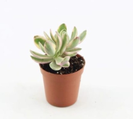 Крассула Мани Мейкер Вариегата, уп. (D-5) Крассула Мани Мейкер Вариегата, уп. (D-5)