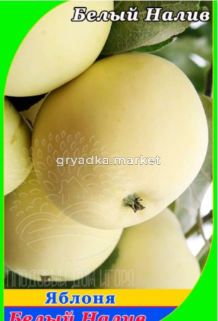 Яблоня Белый Налив (V8) (ПДИ) (Питомник Плодовый дом)