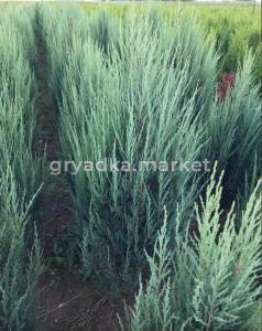 Скриншот 09-11-2023 102100