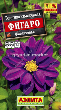 Георгина Фигаро ,махр.,фиолетовый Аэл.