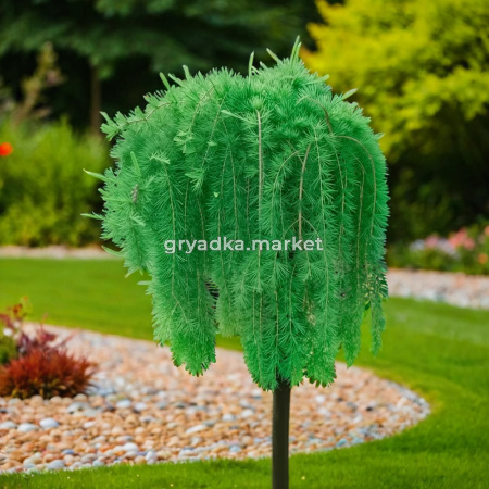 Лиственница европейская Пули C7,5 Шт 120 1