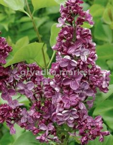 Сирень обыкновенная Анна Шиач с3 (Никитенко)