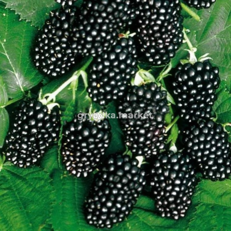 Ежевика бесшипная ТОРНФРИ